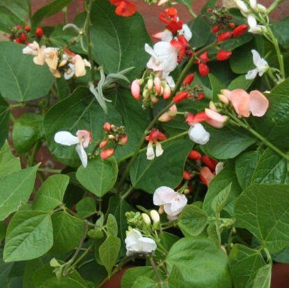 Picture of Runner Bean Jackpot Bicolour
